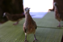 Hungry Bird, Seychelles, by marcorossimusic