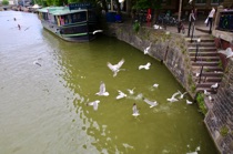 Seagulls on Avon, Bristol, by marcorossimusic